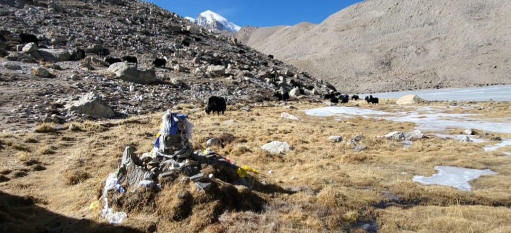 yaks grazing on around gurudongmar lake