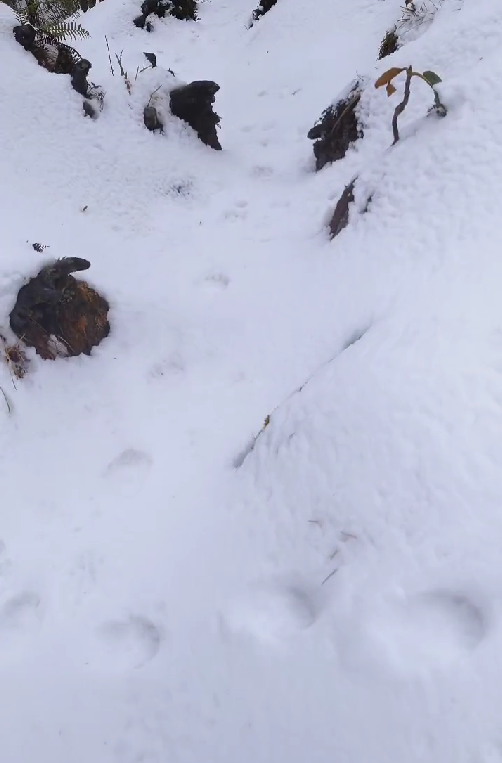 Animal tracks found on Kukhre Trek trail